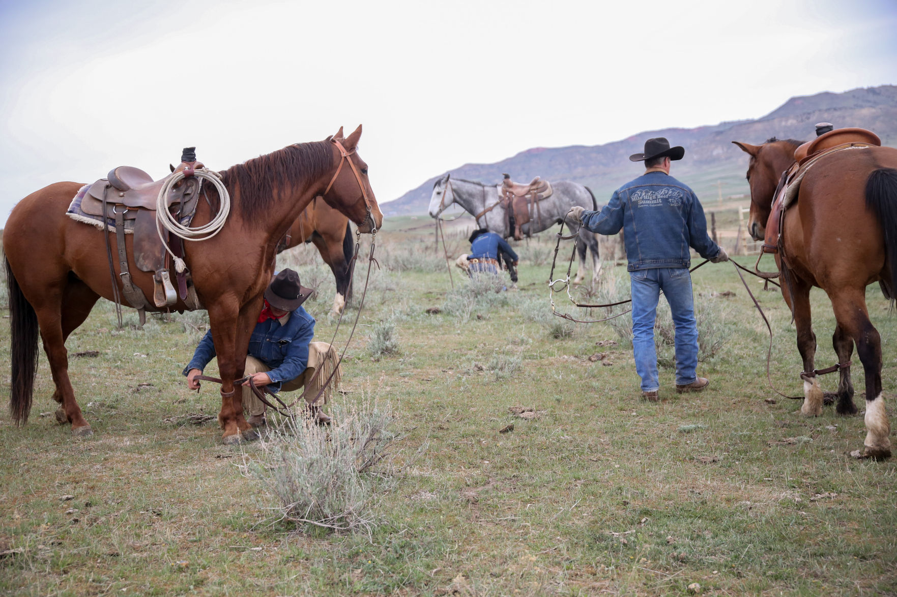 Sheridan Cattle Branding